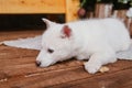 A cute white husky puppy lies on the carpet at home and gnaws on a bone. An albino dog with different eyes sits on a wooden floor