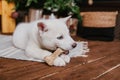 A cute white husky puppy lies on the carpet at home and gnaws on a bone. An albino dog with different eyes sits on a wooden floor