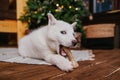 A cute white husky puppy lies on the carpet at home and gnaws on a bone. An albino dog with different eyes sits on a wooden floor