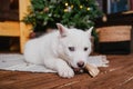 A cute white husky puppy lies on the carpet at home and gnaws on a bone. An albino dog with different eyes sits on a wooden floor