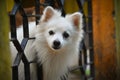 Cute White Indian Spitz Pet Dog looking outside from the gate. four-legged friends