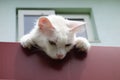 Cute white kitten bending over roof edge looking downwards