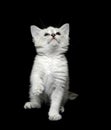 Cute white kitten on black Royalty Free Stock Photo