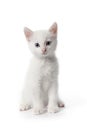 Cute white kitten with blue eyes Royalty Free Stock Photo