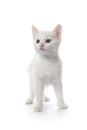 Cute white kitten with blue eyes Royalty Free Stock Photo