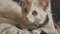 Cute white kitten with blue eyes on a black background. Selective focus. Royalty Free Stock Photo