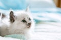 Cute White kitten with blue eyes. Cat kid animal with interested, question facial face expression look side on copy space. Small Royalty Free Stock Photo