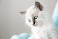 Cute White kitten with blue eyes. Cat kid animal with interested, question facial face expression look side on copy space. Small Royalty Free Stock Photo