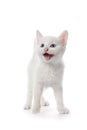Cute White Kitten With Blue Eyes Meowing