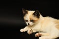 Cute white kitten with brown ears, British Shorthair, lies on a black background. Little beautiful cat with blue eyes, charming Royalty Free Stock Photo