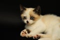 Cute white kitten with brown ears, British Shorthair, lies on a black background. Little beautiful cat with blue eyes looks Royalty Free Stock Photo