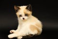 Cute white kitten with brown ears, British Shorthair, lies on a black background. Little beautiful cat with blue eyes looks Royalty Free Stock Photo