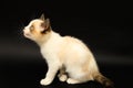 Cute white kitten with brown ears, British Shorthair is walking on a black background. Little beautiful cat with blue eyes looks. Royalty Free Stock Photo