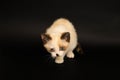 Cute white kitten with brown ears, British Shorthair is walking on a black background. Little beautiful cat with blue eyes looks Royalty Free Stock Photo