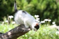 Cute white kitten climbing down from the tree Royalty Free Stock Photo