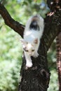 Cute white kitten climbing down from the tree Royalty Free Stock Photo