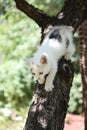 Cute white kitten climbing down from the tree Royalty Free Stock Photo