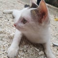Cute white kitten close up potrait