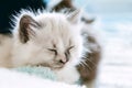 Cute White kitten closed his eyes and doze nap relax. Cat kid animal. Small white mammal animal pet kitten on white background.