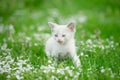 A cute white kitten of a funny look among the green grass and flowers during the day outdoors. Front view from a low angle Royalty Free Stock Photo