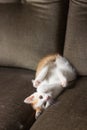 Cute white kitten with ginger head resting on the back. Young cat lying in interesting pose upside down on a couch. Royalty Free Stock Photo