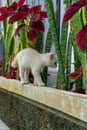 cute white kitten looking. white little cat playing in the garden Royalty Free Stock Photo