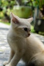 cute white kitten looking. white little cat playing in the garden Royalty Free Stock Photo