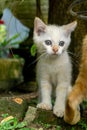 cute white kitten looking. white little cat playing in the garden Royalty Free Stock Photo