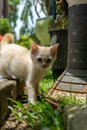 cute white kitten looking. white little cat playing in the garden Royalty Free Stock Photo