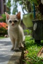 cute white kitten looking. white little cat playing in the garden Royalty Free Stock Photo