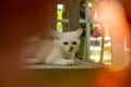 cute white kitten looking. white little cat playing in the garden Royalty Free Stock Photo