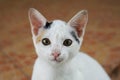 Cute white kitten looking at something Royalty Free Stock Photo