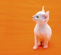 Cute White Kitten on Orange Background Royalty Free Stock Photo