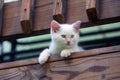 Cute white kitten peeking over rail Royalty Free Stock Photo