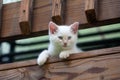 Cute white kitten peeking over rail Royalty Free Stock Photo