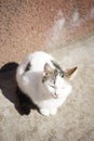 Cute white kitten resting near house wall outdoor. Domestic cat Royalty Free Stock Photo