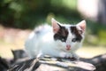 Cute white kitten resting on the tree branch Royalty Free Stock Photo