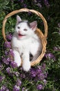 Cute white kitten sits in a basket on a flower bed among many small violet flowers