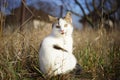 Cute white kitten sitting in the dry grass. Lovely young cat walk in the sunny garden. Royalty Free Stock Photo