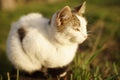 Cute white kitten sitting in the green grass, a cute young cat relaxes in a sunny garden Royalty Free Stock Photo