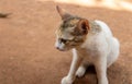 Cute white kitten sitting at ground Royalty Free Stock Photo
