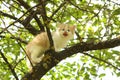 Cute white kitten sitting on the tree branches Royalty Free Stock Photo