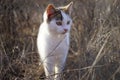 Cute white kitten walk in the dry grass. Lovely young cat hunt in the sunny garden Royalty Free Stock Photo