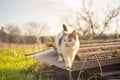 Cute white kitten walk in the rural garden, lovely young cat hunt outdoor Royalty Free Stock Photo