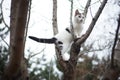 Cute white kitten walk on a tree. Portrait of an domestic cat in nature Royalty Free Stock Photo