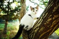 Cute white kitten on a weeping willow tree