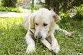 Cute white labrador holding wooden plank in mouth and playing while lying on green grass