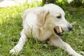 Cute white labrador holding wooden plank in mouth and playing while lying on green grass
