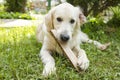 Cute white labrador holding wooden plank in mouth and playing while lying on green grass