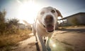 Cute white labrador retriever dog running on the road at sunset